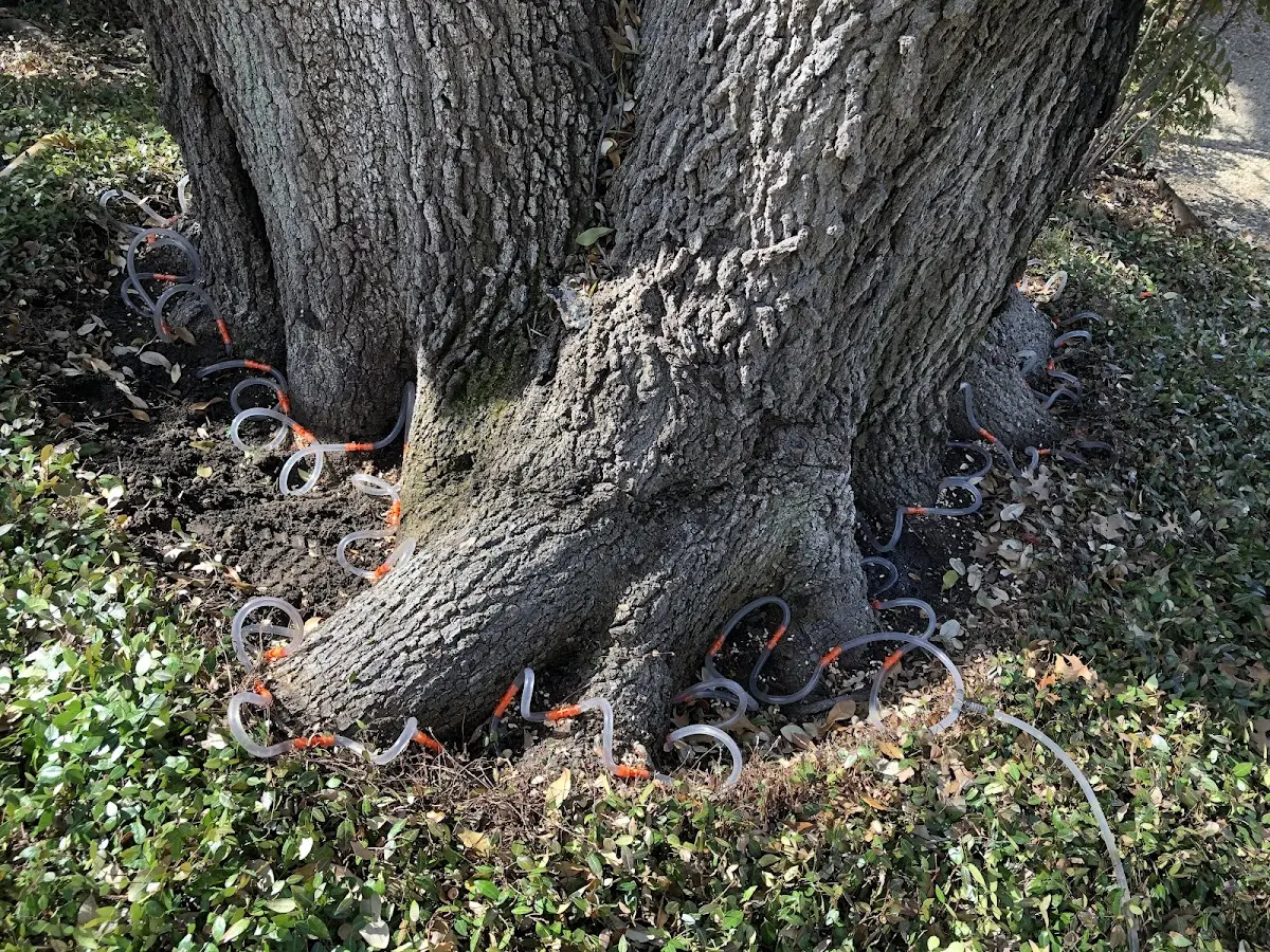 Detailed Tree Cabling and Bracing job site in Thomasville