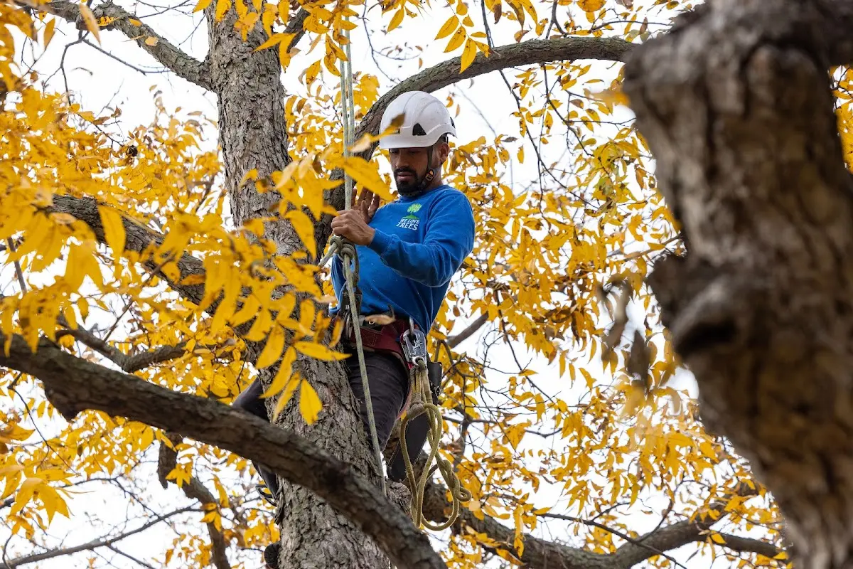 Skilled Tree Planting crew working in Thomasville