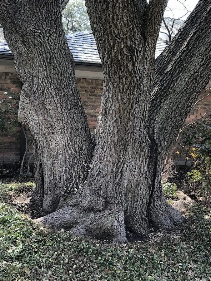 Mature heritage tree close to a Thomasville property cared for by certified arborists